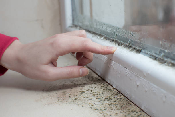 Trusted Seaside Park, NJ Mold Removal Experts