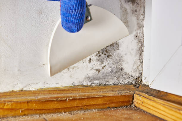 Best HVAC Mold Inspection and Cleaning  in Seaside Park, NJ